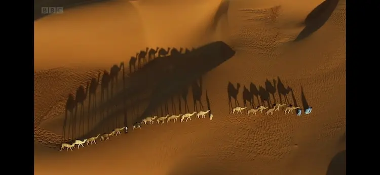 Dromedary camel (Camelus dromedarius) as shown in Africa - Sahara